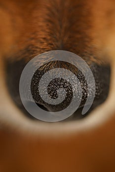 Closeup of black dog nose. Macro view