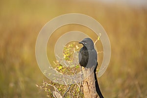 Closeup of black drongo, Dicrurus macrocercus, Satara, Maharashtra