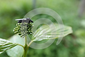 Closeup on a black European feverfly, Dilophus febrilis, sitting on top of a flowerbud