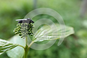 Closeup on a black European feverfly, Dilophus febrilis, sitting on top of a flowerbud photo