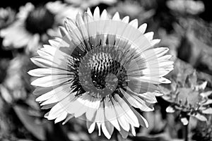 Closeup of Black Eyed Susan In Black And White