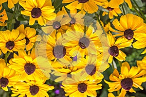 Closeup of Black-eyed Susan in a field