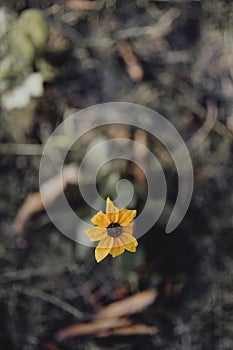 Closeup of black-eyed Susan flower in a garden