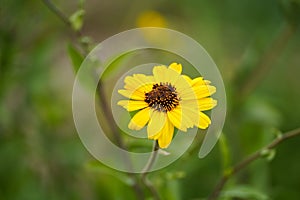 Closeup of a black-eyed Susan flower growing in a field with a blurry background