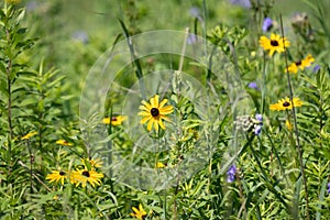 Closeup of Black-eyed susans, wild flowers in a field