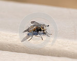 Closeup of a black fly sitting on a bench in Vail, Colorado.