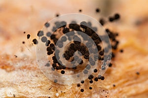 Closeup black fungus colony