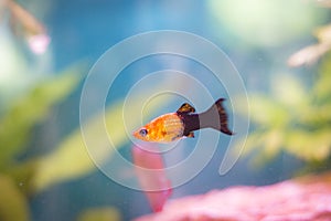 Closeup of a black and gold molly swimming in an aquarium under the lights