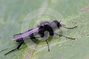 Closeup on a black an hairy St. Mark's or hawthorn fly, Bibio marci, sitting on a green leaf