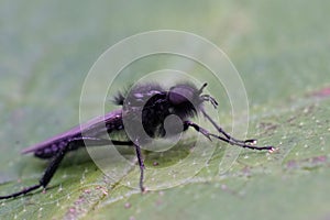 Closeup on a black an hairy St. Mark's or hawthorn fly, Bibio marci, sitting on a green leaf