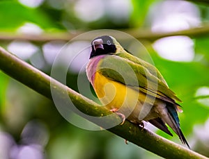 Closeup of a black headed gouldian finch, colorful tropical bird specie from Australia