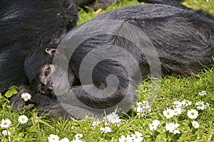 Closeup black-headed spider monkey