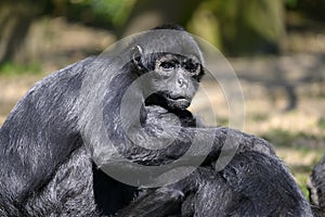 Closeup black-headed spider monkey