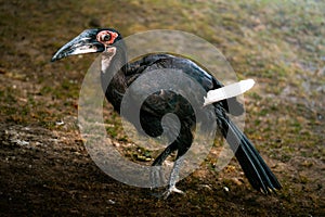 Closeup of a black hornbill (Anthracoceros malayanus)