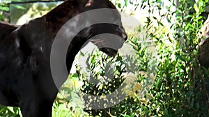 Closeup of a black jaguar walking in a forest scenery, rare spotted wild cat, Near threatened animal specie from America