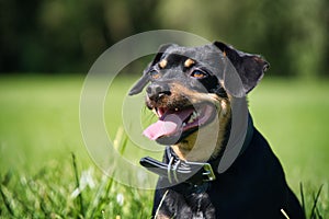 Closeup of black Lancashire Heeler looking around with the tongue out