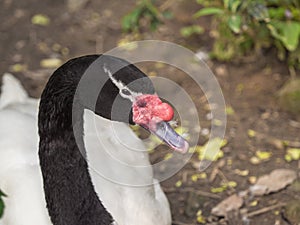 Closeup Black-necked swan (Cygnus melancoryphus) face with a red knob near the base of the bill.