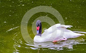 Closeup of a black necked swan swimming in the water, tropical bird specie from South America