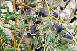 Closeup of black olives plant