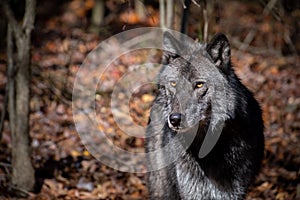 A closeup of a black phase timber wolf staring left in the forest