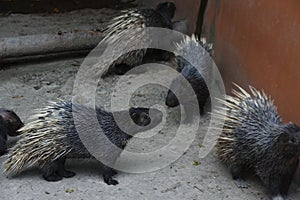 Closeup of the black porcupines (Erethizon dorsatum
) with white thorns