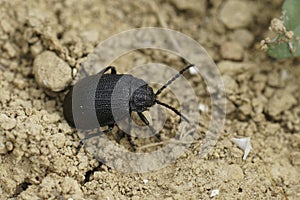 Closeup on the Black-punctured Leaf Beetle, Galeruca tanaceti sitting on the ground