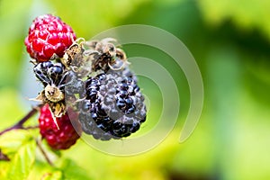 Closeup of Black Raspberries
