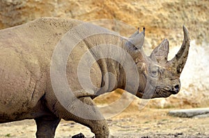 Closeup black rhinoceros