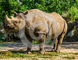 Closeup of a black rhinoceros eating grass, critically endangered animal specie from Africa