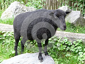 Closeup of a black sheep in a field covered in greenery and rocks under the sunlight