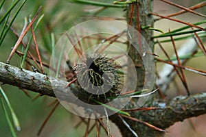 Closeup of a black sheoak, Allocasuarina littoralis endemic Australian tree