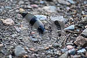 Closeup of Black slug on gravel road