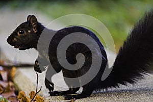 Closeup of black squirrel with nut in his mouth