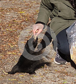 Closeup of a black squirrel taking a peanut from a person's hand