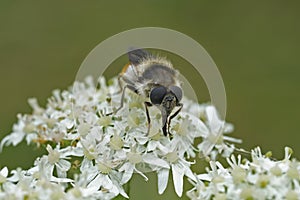 Closeup on a Black striped long-horn beetle, Stenurella melanura on white Heracleum sphondylium flowers