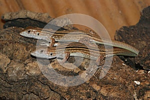 Closeup of the black striped  rainbow whiptail ,Cnemidophorus lemniscatus