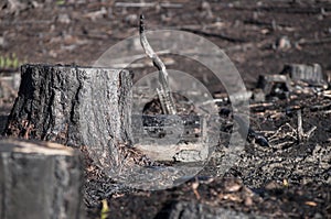 Closeup of black stump after forest fire in regenerating glade