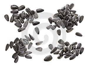 Closeup of black sunflower seeds isolated on white background. Pile of sunflower seeds.