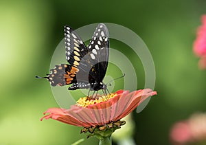 Closeup of Black Swallowtail Butterfly  Papilio polyxenes, Canada