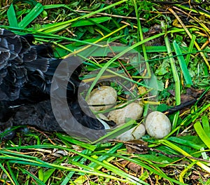 Closeup of black swan eggs in the birds nest, Bird breeding season, Animal reproduction