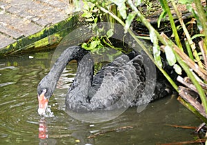 Closeup of a black swan searching for food in the water