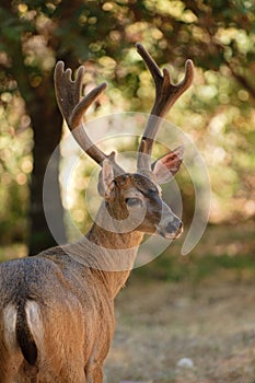 Closeup of a Black-tailed Buck