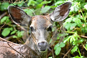 A closeup of Black-tailed deer`s face.