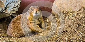 Closeup of a black tailed prairie dog, cute and popular pet, Tropical rodent from America