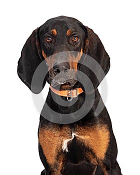 Closeup Black and Tan Coonhound Dog