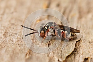 Closeup on a black-thighed Epeolus variegatus cleptoparasitic solitary cuckoo bee sitting on wood