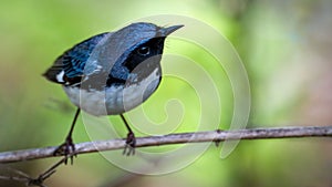 Closeup of a Black Throated Blue Warbler on a tree branch during spring migration at Magee Marsh
