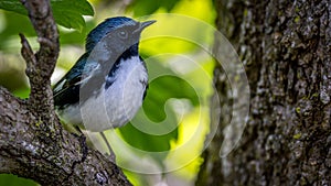 Closeup of a Black Throated Blue Warbler on a tree branch during spring migration at Magee Marsh