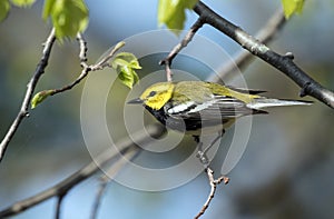 Closeup of Black-throated Green Warbler (Setophaga virens)