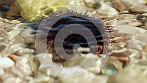 Closeup of black urchin with sharp needles lying on the rock at sea beach. Dangerous marine creature